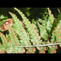 Fougere - Dryopteris Affinis subsp Cambrensis (fam Dryopteridacees) (Europe, Asie) (4)